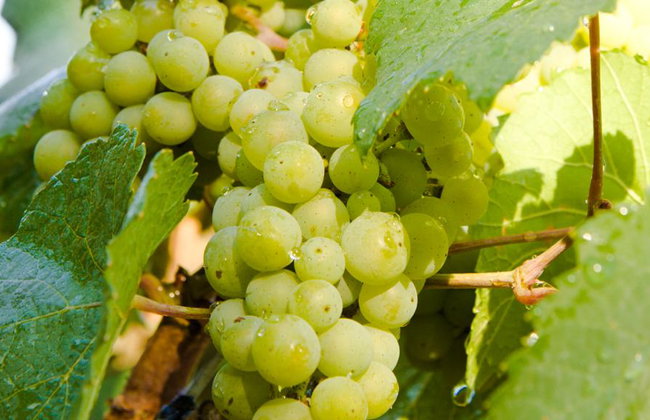 Visita alle Bodegas Angel con degustazione di vini e paella - Foto 6